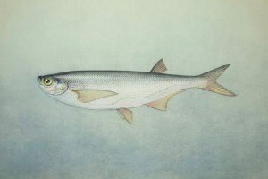 Fish chekhon
